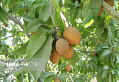 آغاز برداشت میوه گرمسیری و ضدسرطانی