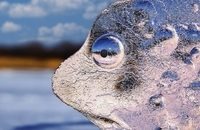 برندگان یازدهمین مسابقه عکاسی انجمن جغرافیای روسیه (5)