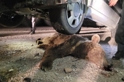 مرگ دردناک یک قلاده خرس بر اثر تصادف در چهارمحال و بختیاری + عکس