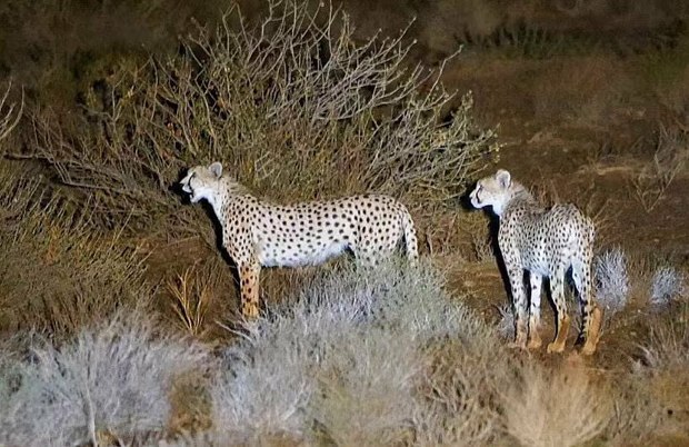 یوز مادر همچنان در جستجوی فرزند