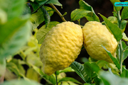 معجزه این میوه در درمان سرفه و نفخ