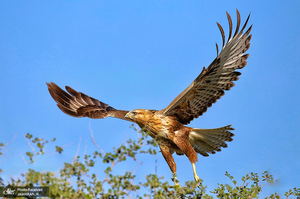 منتخب تصاویر امروز جهان- 21 تیر