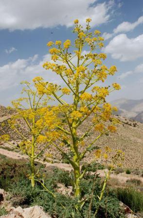 آغاز کاشت بذر دارویی باریجه در 60 هکتار از اراضی خمین