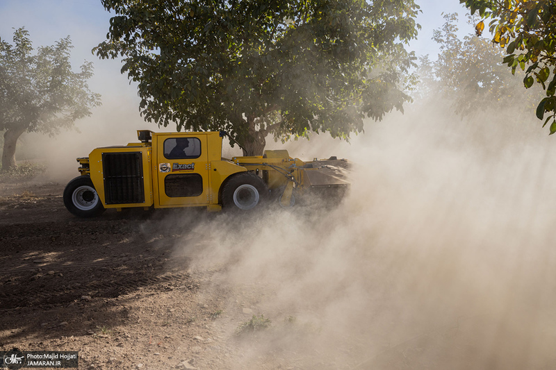 برداشت مکانیزه گردو در استان زنجان