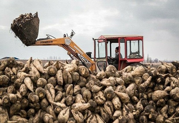 کشاورزان دزفول 320 هزار تن چغندرقند تولید کردند