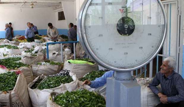 طرح استفاده از افزودنی های طبیعی در چای در دست مطالعه است