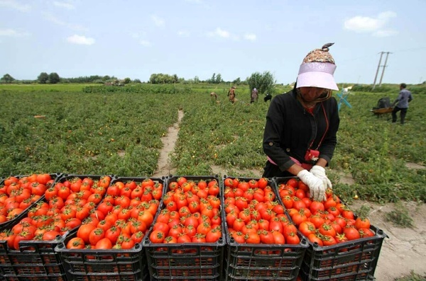 لزوم ایجاد صنایع تبدیلی کشاورزی در استان کردستان