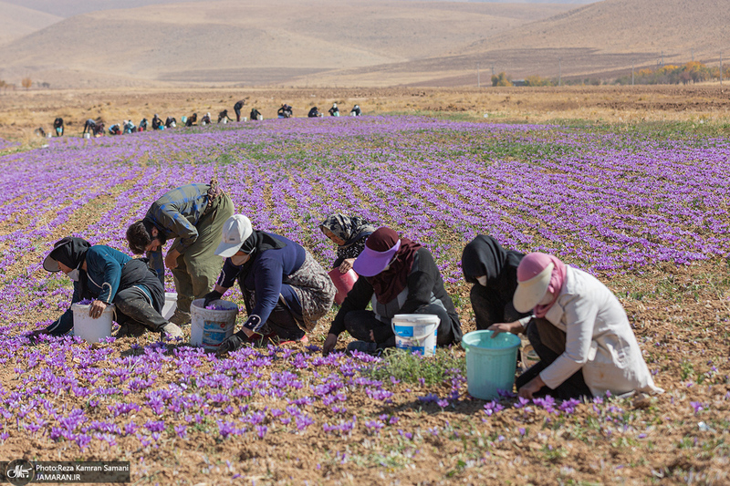 برداشت زعفران از مزارع استان چهارمحال و بختیاری