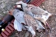 شکارچیان متخلف با ۹ قطعه تیهو در زرند بازداشت شدند
