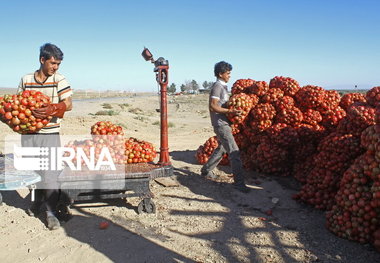 آزمون دوره ای ۱۴۳ باسکول سنگین در لرستان