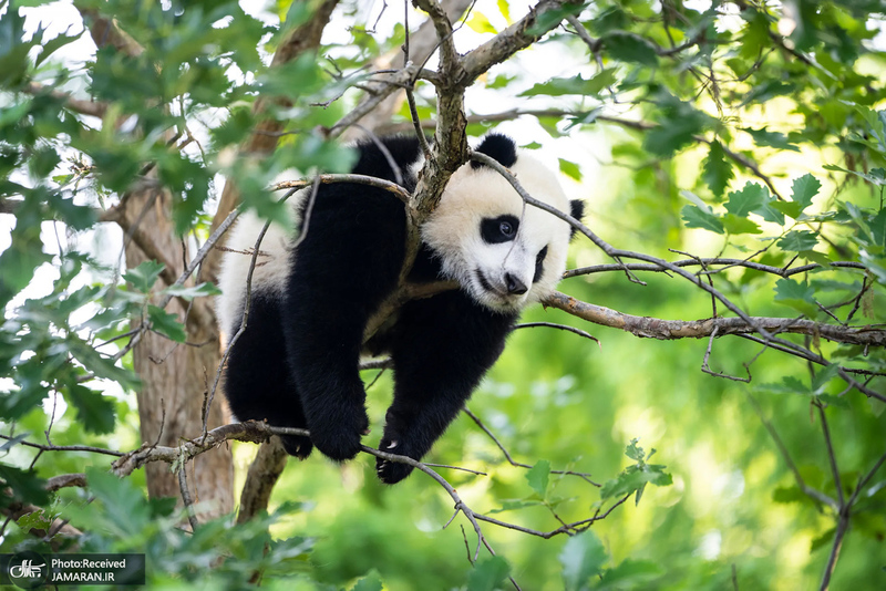 منتخب تصاویر امروز جهان- 31 اردیبهشت 1400