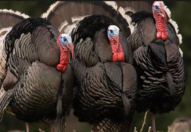 بوقلمون های قاچاق توسط پلیس سلطانیه کشف شد