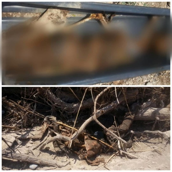کشف جسد تجزیه شده یک مرد در بیشه عباس آباد