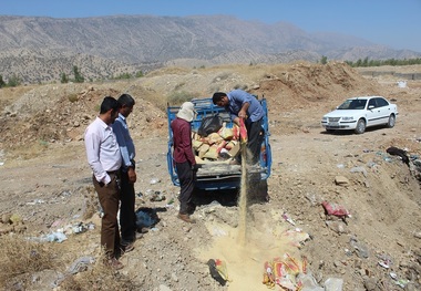 یک تن برنج فاسد در باشت امحا شد