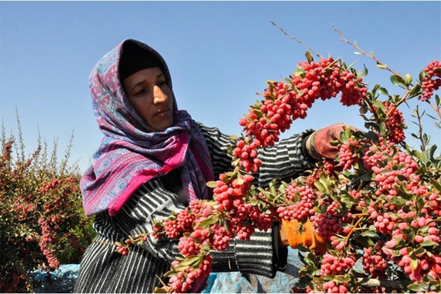 135میلیارد تومان تسهیلات اشتغال روستایی در زنجان پرداخت شد