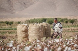 پنبه یک کارخانه پنبه‌زنی دیگر در فارس زده شد