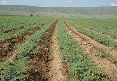 شیوع بیماری برق‌زدگی نخود در لرستان