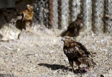 "دودوک" در فهرست پراکنش حیات‎وحش لرستان ثبت شد