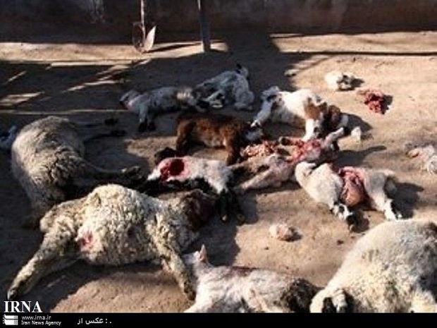 گرگها 54 گوسفند را در روداب سبزوار دریدند