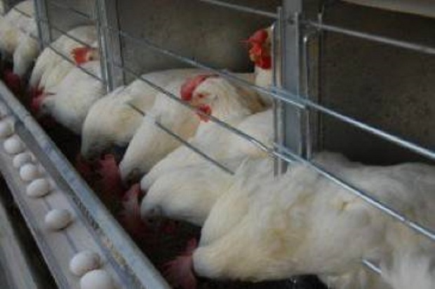 مجوز تولید13هزار تن مرغ وتخم مرغ درکهگیلویه وبویراحمد صادرشد
