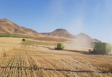 خرید گندم در چالدران 2.8 برابر می شود