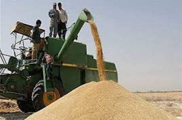630 تن گندم از کشاورزان دلیجان خریداری شد