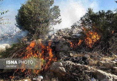 پارک جنگلی فردوس طعمه آتش شد