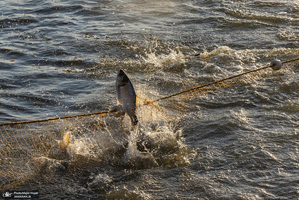 پرورش ماهی در آزادشهر استان گلستان