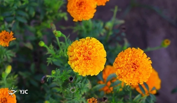 آشنایی با گل هایی جادویی برای سلامت پوست و مو
