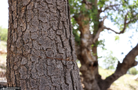 گشت با جنگل بانان برای مبارزه با قاچاق چوب و زغال