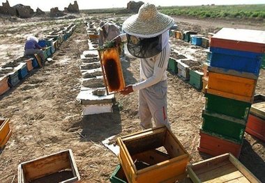 آمارگیری از 320 هزار کلنی عسل در اردبیل