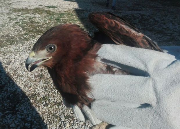 یک بهله عقاب توسط دوستداران محیط زیست در لرستان نجات یافت