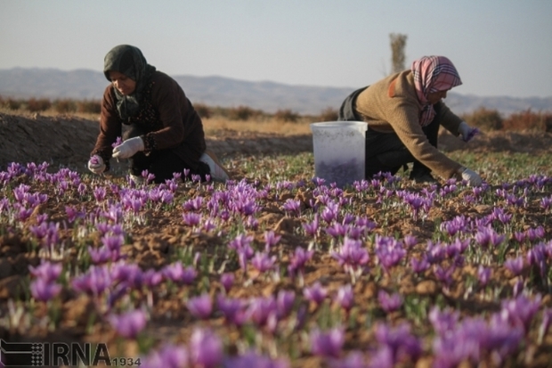 1299 میلیارد تومان طرح اشتغالزا در خراسان جنوبی ثبت شد