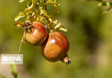 ۲۴۰۰ هکتار سطح باغات انار قم است