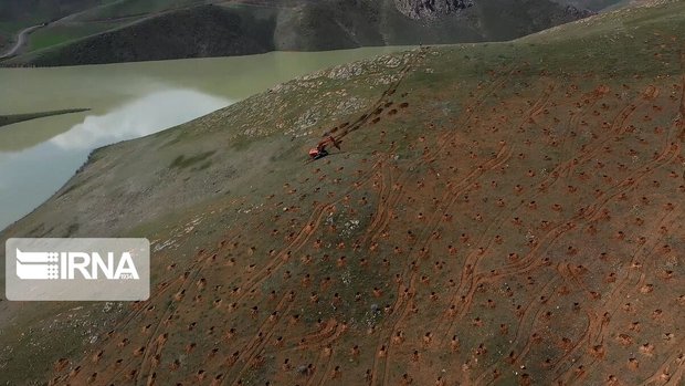 ۱۲۰۰ هکتار زمین در کردستان تا نیمه آذر جنگل‌کاری می شود