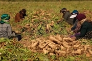 تولید ۱۱ هزار تن شکر از محصول چغندرقند در خراسان شمالی