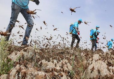 ملخ‌ آسیایی در کمین کشاورزی خوزستان