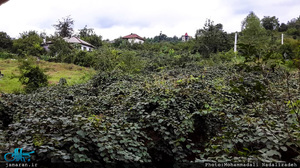 روستای سلیم آباد تنکابن؛ اینجا همه چیز سبز است