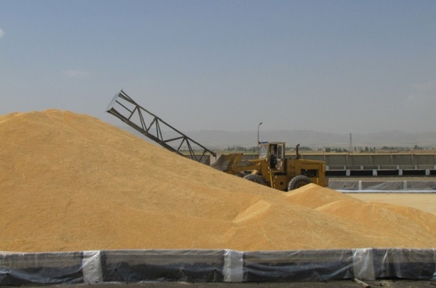 55 هزار تن گندم در روانسر برداشت می شود