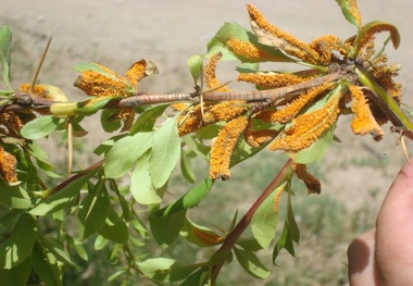 زنگ خطر برای زرشک ایران