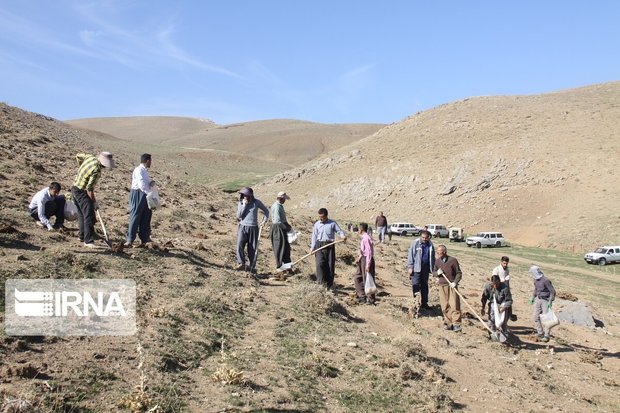 ۲۰۰ هکتار از مراتع مریوان کپه کاری شد