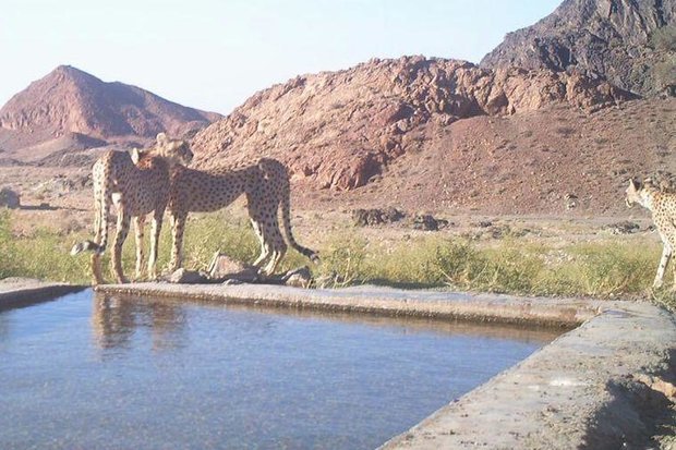 تبدیل تنها زیستگاه یوز به جولانگاه شتر