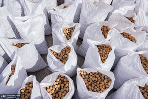 برداشت مکانیزه گردو در استان زنجان