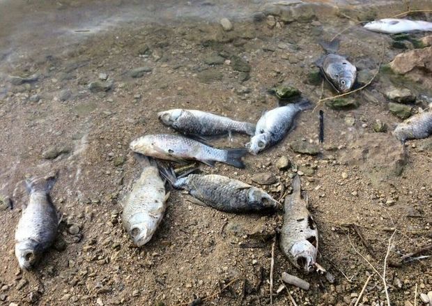 ایجاد یک کانال آب باعث مرگ و میر ماهی‌های تالاب میانگران ایذه شد