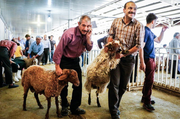 ۲۲۹ راس دام در کشتارگاه تربت حیدریه ذبح شد