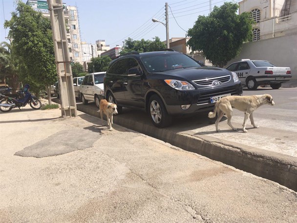 جمع‌آوری سگهای بی صاحب شهر بوشهر آغاز شد