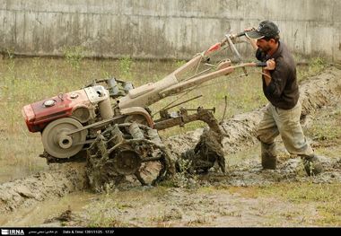 شخم زمستانی در۹۹درصد مزارع شالیزاری شهرستان املش