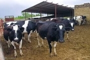 سالانه بیش از۳۰ هزار تن شیر گاو در سیاهکل تولید می شود