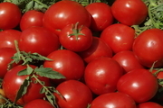 قیمت گوجه فرنگی باز هم کم می شود