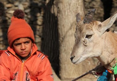 اکران فیلم اسکی باز آغاز شد